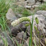 Sanguisorba tenuifolia. Соцветие с кормящейся бабочкой-голубянкой. Курильские о-ва, о-в Кунашир, окр. дачного пос. Третьяково. 28 июля 2015 г.