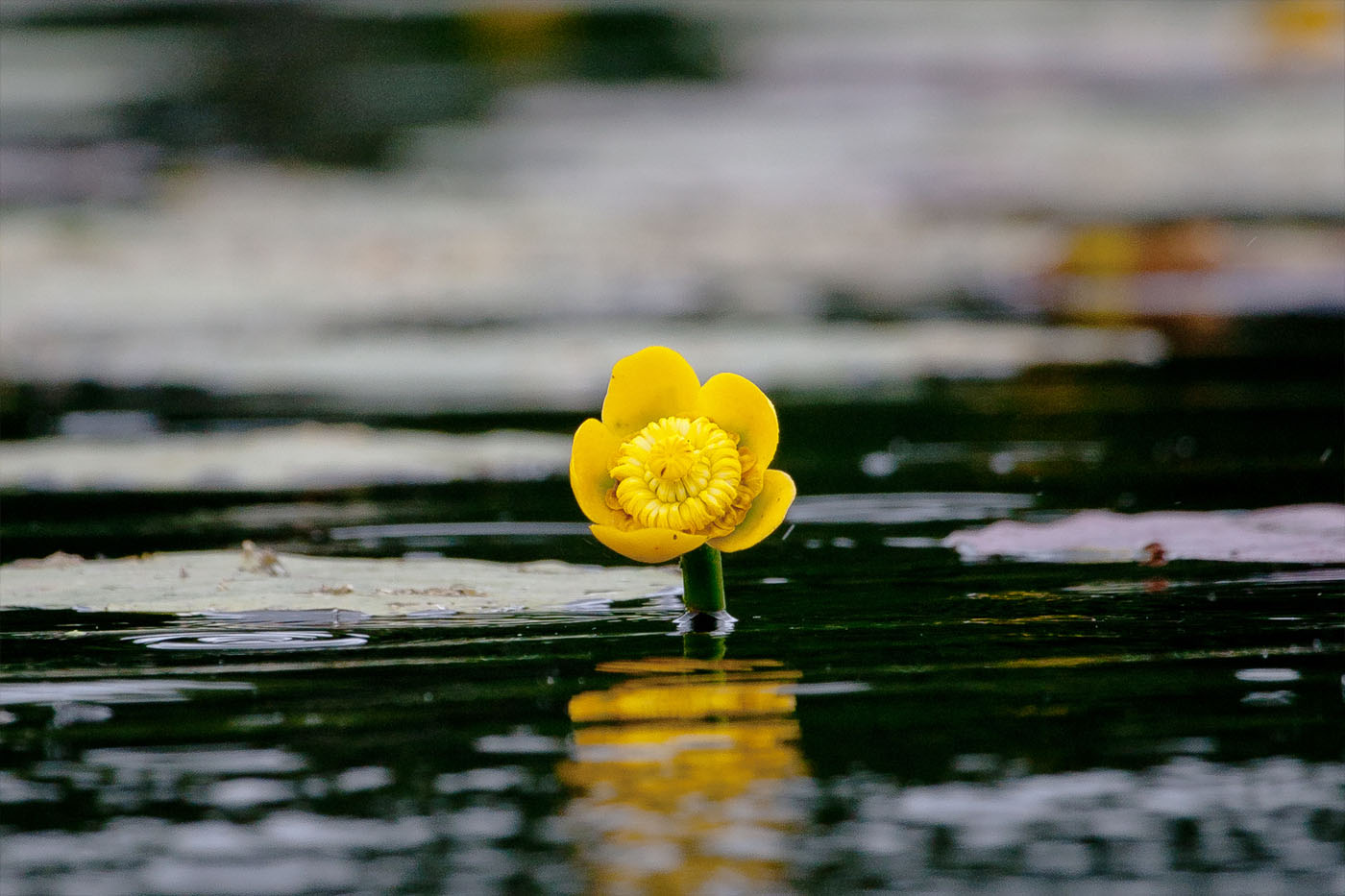 Image of Nuphar lutea specimen.