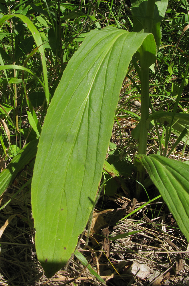 Изображение особи Digitalis schischkinii.