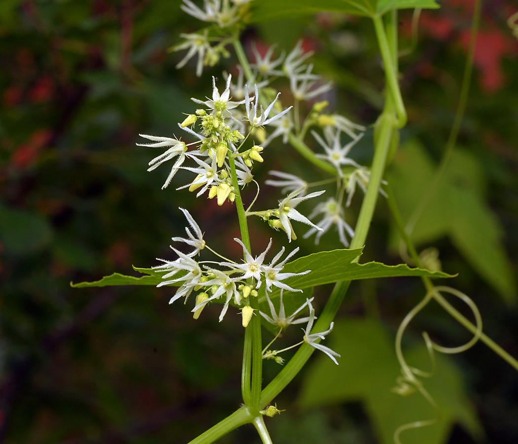 Изображение особи Echinocystis lobata.