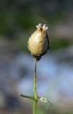 Silene saxatilis. Плод-коробочка. Республика Адыгея, Майкопский р-н, ок. 1 км севернее пос. Хамышки, южный склон горы Монах, выс. ок. 1000 м н.у.м., на скале. 20.08.2016.