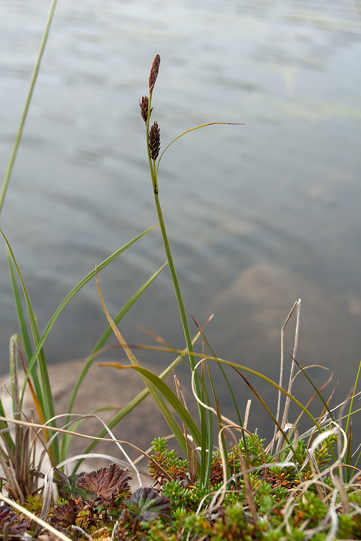 Изображение особи Carex bigelowii.