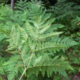 Pteridium подвид sibiricum