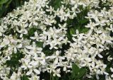 Clematis mandshurica