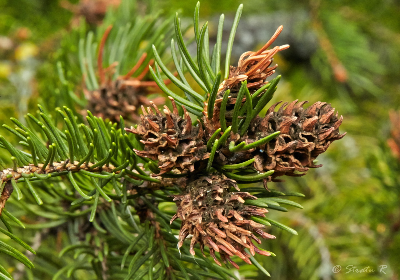 Изображение особи Picea abies.