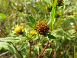 Bidens tripartita