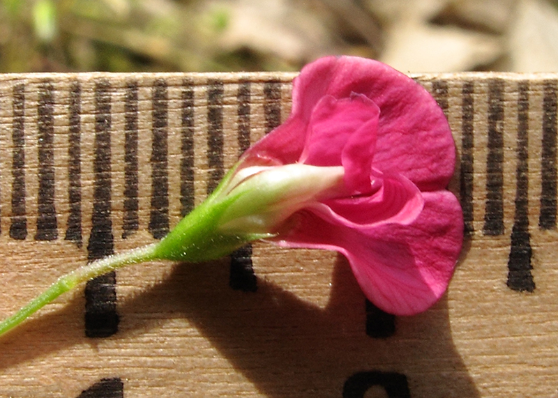 Изображение особи Lathyrus nissolia.