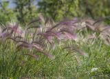 Hordeum jubatum