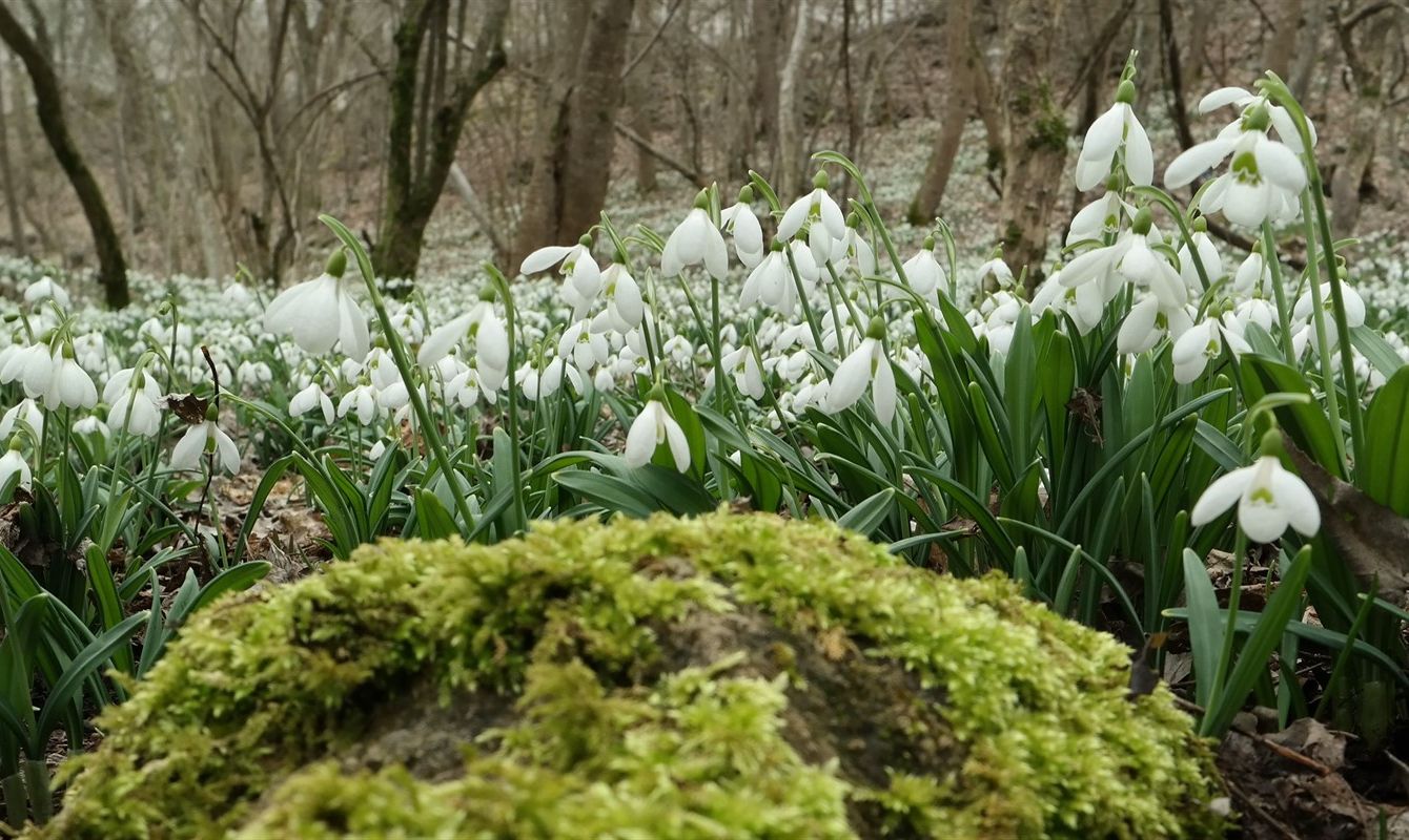 Изображение особи Galanthus plicatus.