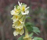 Corydalis bracteata. Верхняя часть соцветия с кормящимися жуками. Московская обл., Раменский р-н, пос. Ильинский, самосев на дачном участке. Растения занесены из Ботанического сада МГУ. 02.05.2018.