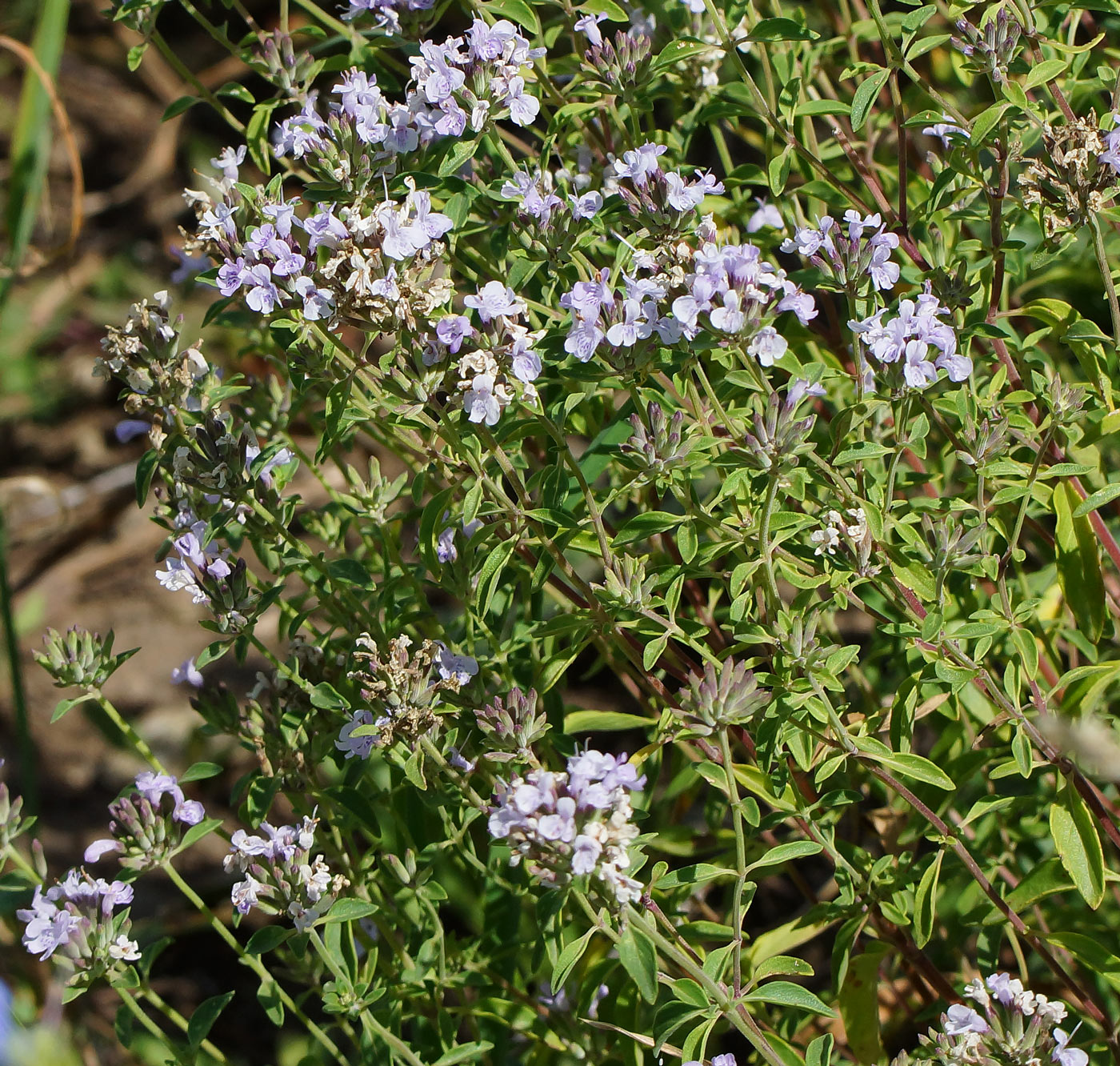 Изображение особи Ziziphora clinopodioides.