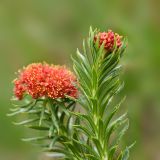 Rhodiola linearifolia. Верхушки побегов с соцветиями. Кыргызстан, Иссык-Кульская обл., Внутренний Тянь-Шань, хр. Терскей Ала-Тоо, ущ. Барскаун, окр. водопада \"Слёзы барса\", ≈ 2600 м н.у.м., субальпийский луг. 18.05.2018.