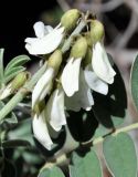 Erophaca baetica ssp. orientalis