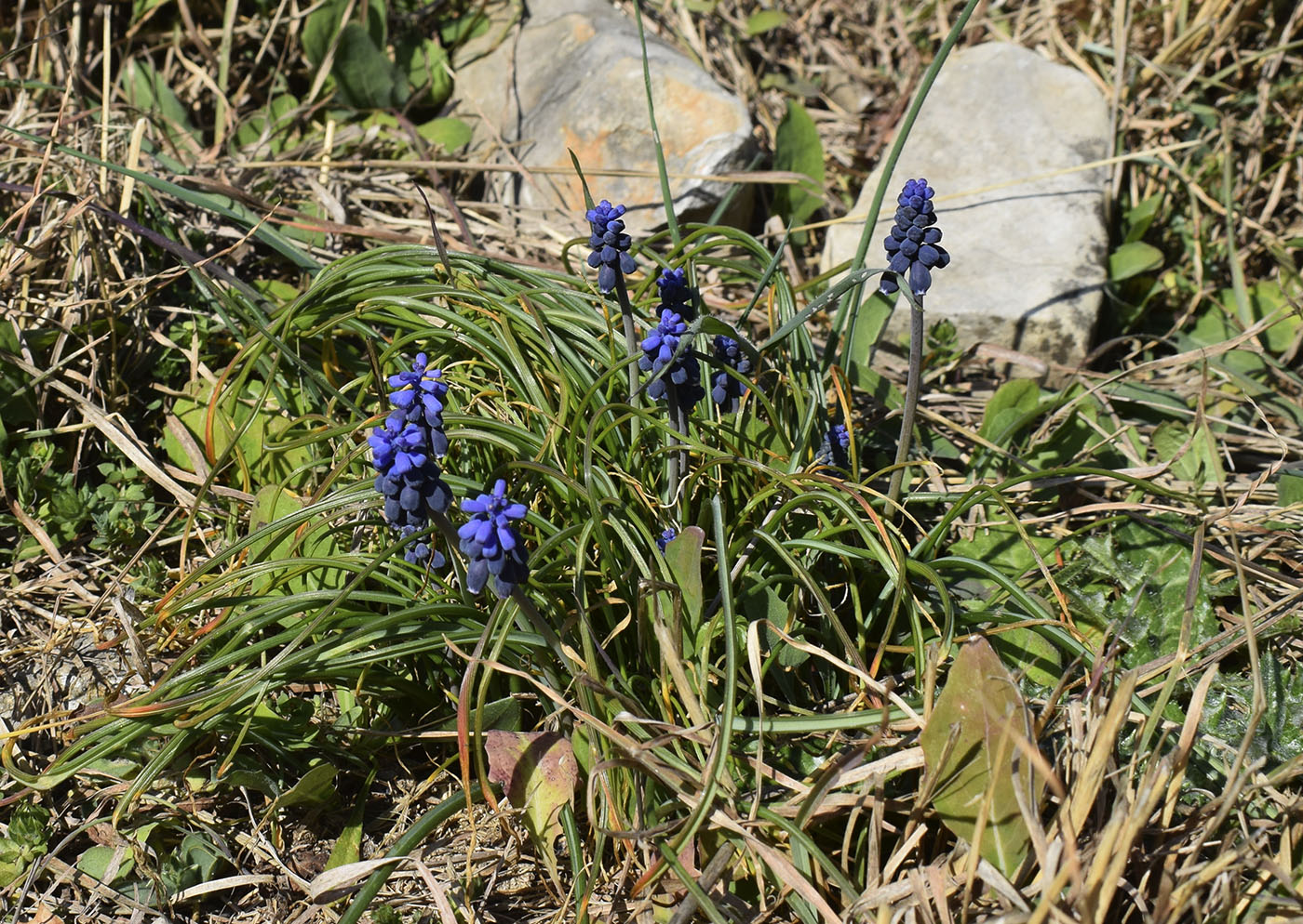 Изображение особи Muscari neglectum.