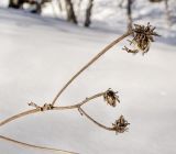 Crepis sibirica. Верхушка сухого растения с прошлогодними соплодиями. Башкортостан, Белорецкий р-н, Сосновский сельсовет, с. Рысакаево, хр. Уралтау, склон горы Арвякрязь (1068 м н. у. м.), разреженный берёзово-осиновый лес, ≈ 850 м н.у.м. 8 марта 2019 г.