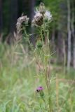 Cirsium vulgare. Верхушка плодоносящего растения с цветущим боковым побегом. Пермский край, Оханский р-н, Кунчурихинский бор, обочина грунтовой дороги, вдоль большой поляны в хвойном лесу. 18.08.2018.