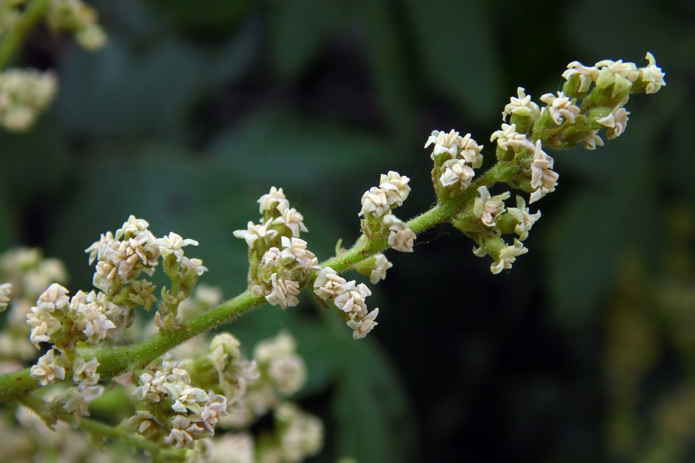 Изображение особи Rhus coriaria.