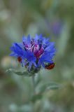 Centaurea depressa