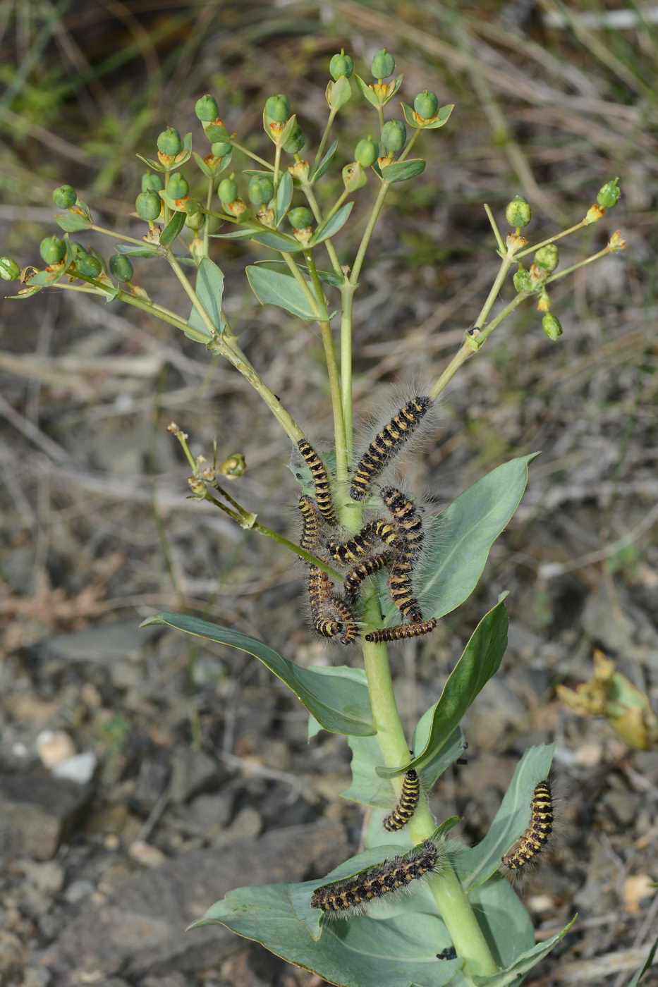 Изображение особи Euphorbia blepharophylla.