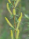 Salix triandra