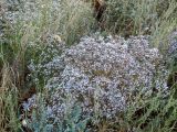 Acanthophyllum gypsophiloides