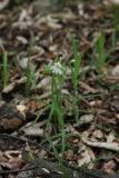 Stellaria holostea