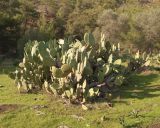 Opuntia ficus-indica. Вегетирующее растение. Турция, пров. Анталья, национальный парк \"Олимпос-Бейдаглары\", окр. бухты Чиралы, Ликийская тропа, лужайка у берега моря. 01.01.2022.