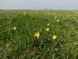 Tulipa biebersteiniana. Цветущие растения. Ростовская обл., Азовский р-н, окр. с. Кугей, засолённый луг. 08.04.2023.