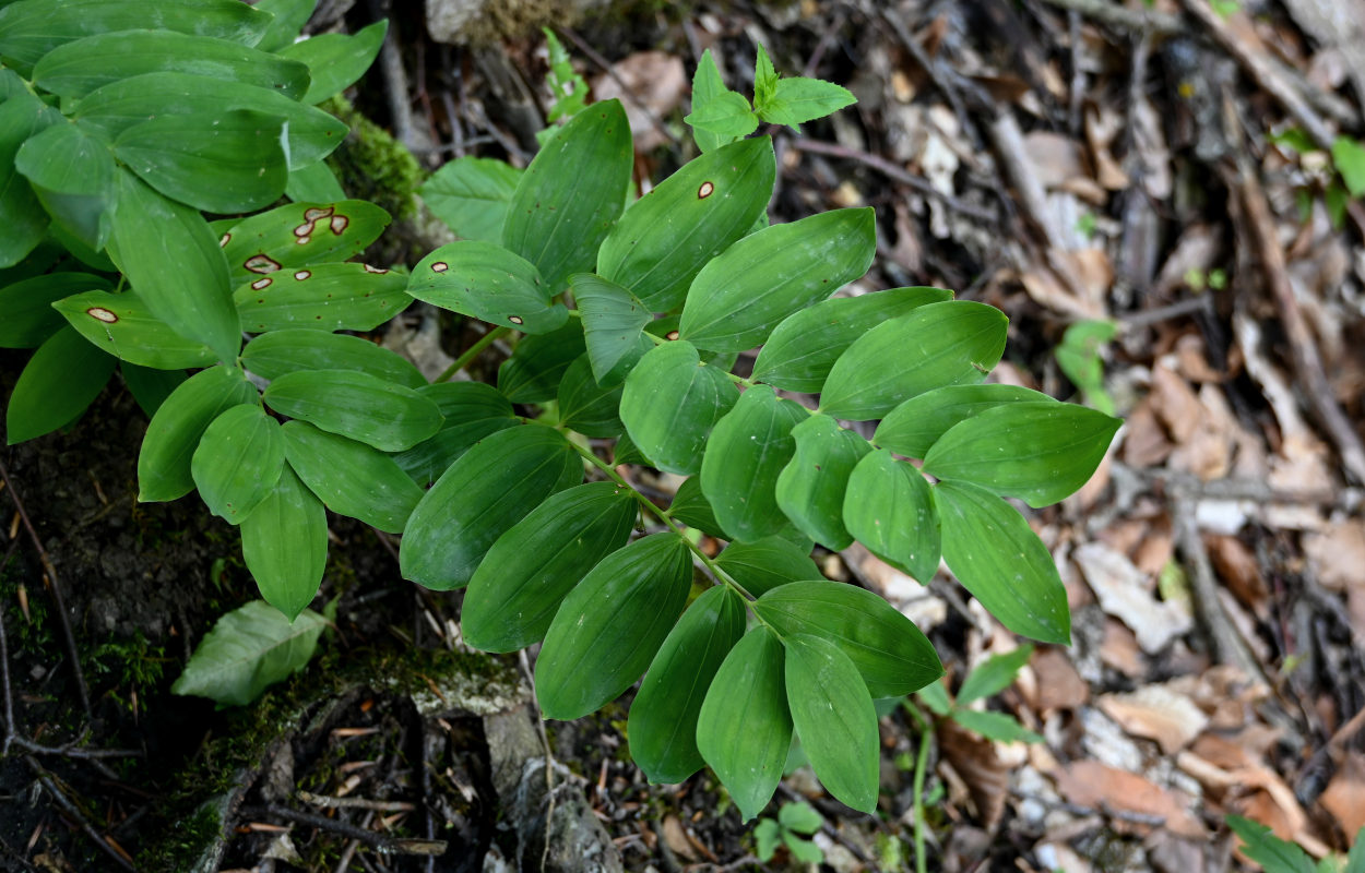 Изображение особи Polygonatum glaberrimum.