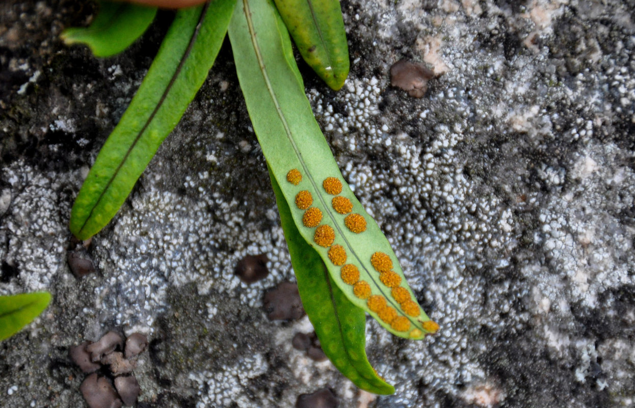 Изображение особи Lepisorus ussuriensis.
