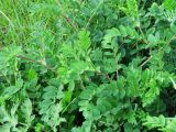 Astragalus glycyphyllos. Верхушки побегов. Московская обл., Одинцовский р-н, с. Никольское, край поля на берегу пруда. 31.05.2010.