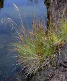 Juncus decipiens. Плодоносящие растения в сообществе с Poaceae (нитевидные листья и сухие генеративные побеги слева). Курильские о-ва, о-в Итуруп, окр. мыса Одесский, затопленный участок каменистого пляжа. 21.08.2023.