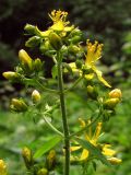 Hypericum hirsutum