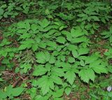 Actaea erythrocarpa