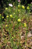 Linum corymbulosum. Цветущие растения. Южный Берег Крыма, окр. Симеиза. 7 июня 2011 г.