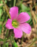 Oxalis violacea. Цветок. Абхазия, Гагрский р-н, окр. г. Пицунда. 16.06.2012.