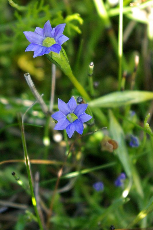 Изображение особи Gentiana prostrata.