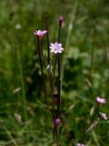 Epilobium palustre