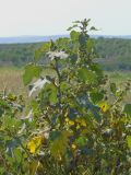 Xanthium orientale