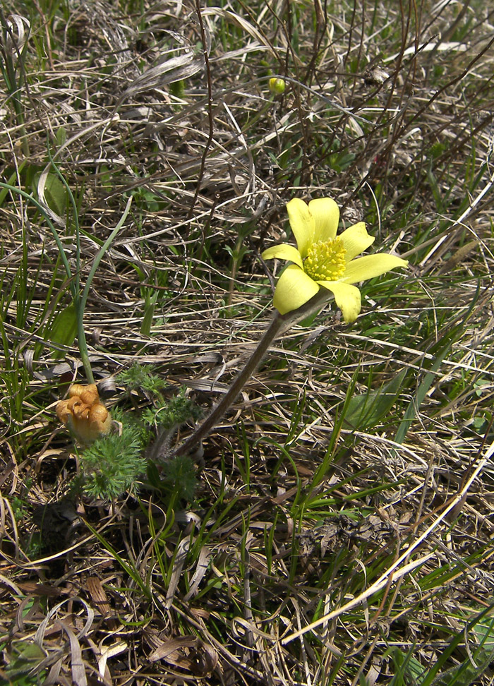 Изображение особи Pulsatilla albana.