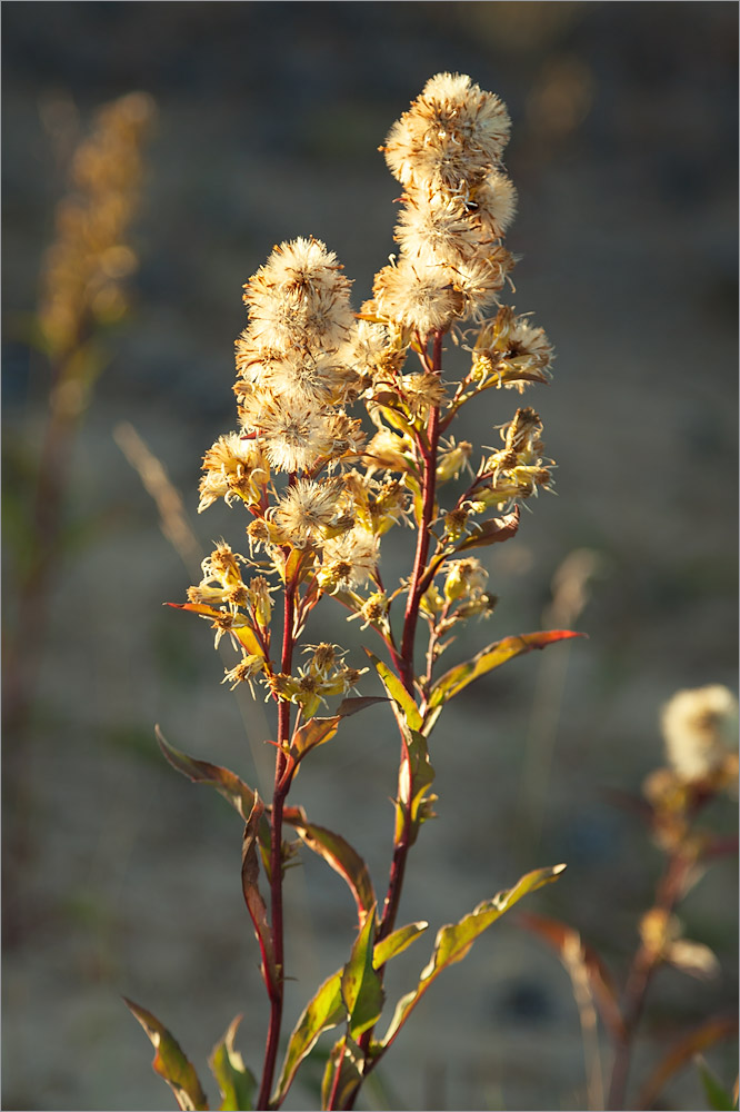 Image of Solidago virgaurea ssp. lapponica specimen.