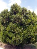 Platycladus orientalis. Дерево с шишками. Греция, Фессалия, г. Каламбака. 16.07.2013.