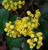 Mahonia aquifolium. Распускающееся соцветие. Украина, г. Луганск, территория студгородка НАУ. 20.04.2014.