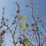 Viburnum opulus