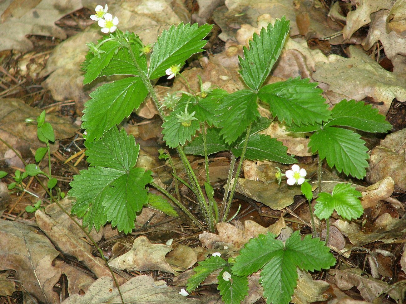 Изображение особи Fragaria vesca.