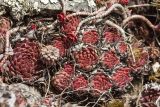 Sempervivum caucasicum. Молодые розетки листьев; вверху - побеги Sedum spurium. Ставропольский край, окр. Пятигорска, склон горы Бештау. 01.04.2012.