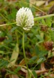 Trifolium pratense разновидность albiflorum. Генеративный побег с соцветием. Мурманская обл., Североморский р-н, на газоне. 21.09.2008.