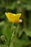 Ranunculus polyanthemos