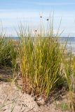 Bolboschoenus maritimus. Плодоносящее растение на песчаном пляже. Ленинградская обл., Кингисеппский р-н, окр. пос. Новое Гарколово, побережье Финского залива. 06.09.2015.