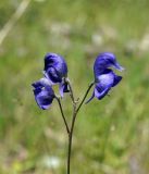 Aconitum nemorum. Верхушка растения с цветками. Кыргызстан, Нарынская обл., левый берег долины р. Нарын, долина руч. Бурган-Суу. 11.07.2015.